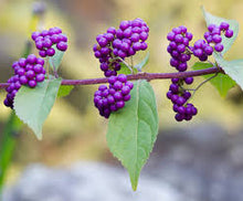 Load image into Gallery viewer, Beautyberry