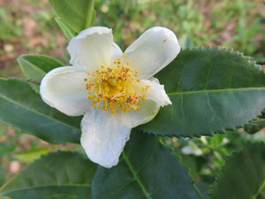 Tea Camellia