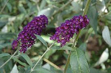 Load image into Gallery viewer, Butterfly Bush
