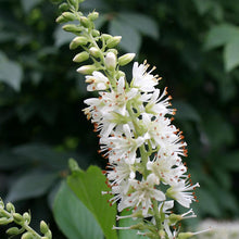 Load image into Gallery viewer, Summersweet Clethra