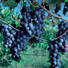 Load image into Gallery viewer, Grapes (Concord)