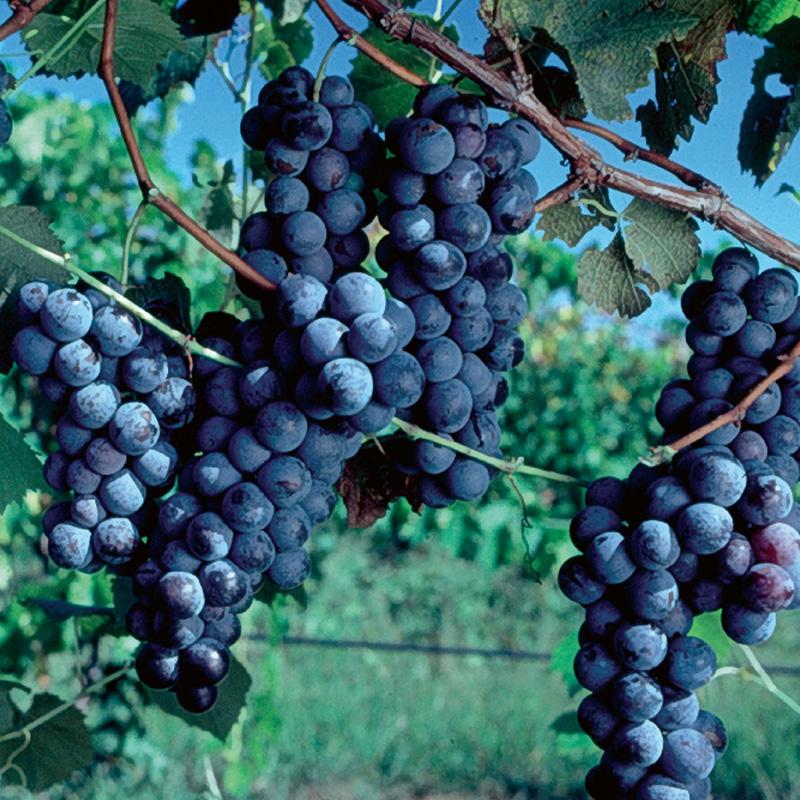 Grapes (Concord)