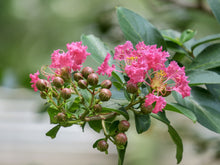 Load image into Gallery viewer, Crape Myrtle