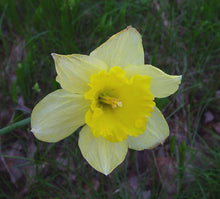 Load image into Gallery viewer, Wild Daffodil