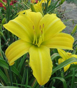 Daylily (Yellow)
