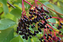 Load image into Gallery viewer, Elderberry