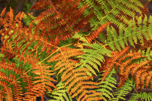 Load image into Gallery viewer, Fern
