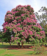 Load image into Gallery viewer, Crape Myrtle