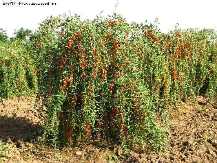 Artifact bang ansøge Goji Berry – Community Foodscapes