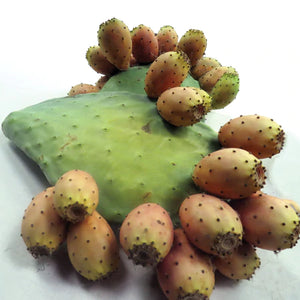 Prickly Pear Cactus (Spineless)