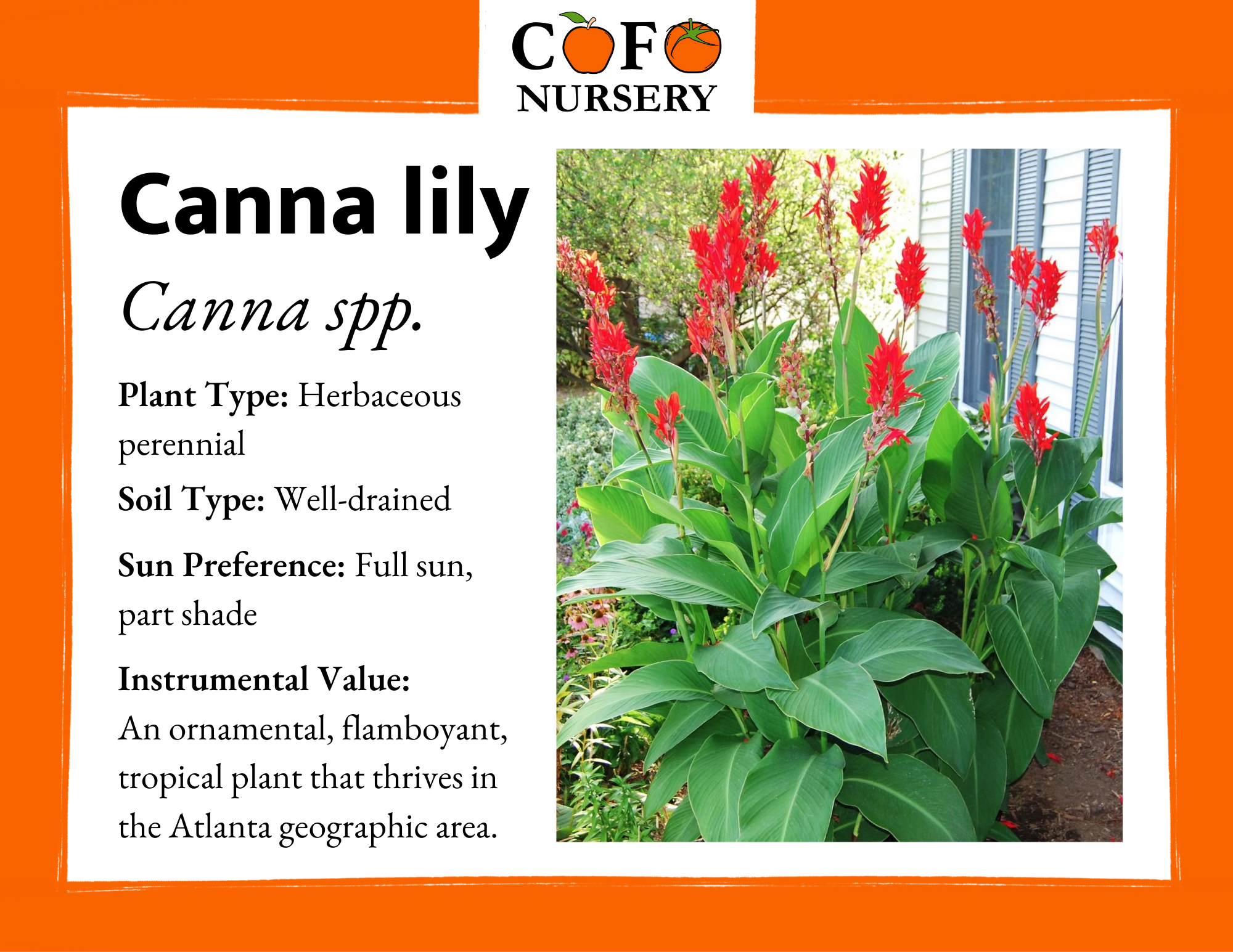 Canna lily – Community Foodscapes