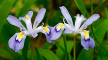 Load image into Gallery viewer, Dwarf Wild Iris