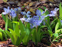 Load image into Gallery viewer, Dwarf Wild Iris