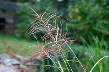 Load image into Gallery viewer, Muhly Grass