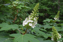 Load image into Gallery viewer, Oak-leaf Hydrangea
