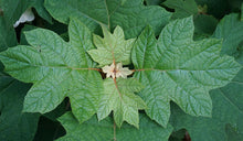 Load image into Gallery viewer, Oak-leaf Hydrangea