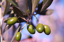 Load image into Gallery viewer, Olive Tree