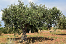 Load image into Gallery viewer, Olive Tree