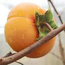 Load image into Gallery viewer, Asian Persimmon