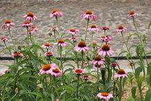 Load image into Gallery viewer, Purple Coneflower