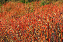 Load image into Gallery viewer, Red-twig Dogwood