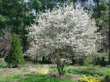 Load image into Gallery viewer, Serviceberry