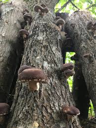 Mushroom Log (Shiitake)