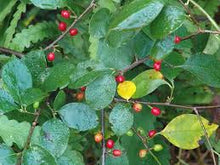 Load image into Gallery viewer, Spicebush