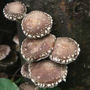 Mushroom Log (Shiitake WR46)