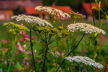 Load image into Gallery viewer, Yarrow